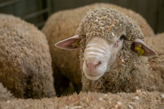 Más De 1300 Borregos Compiten En Feria Ganadera