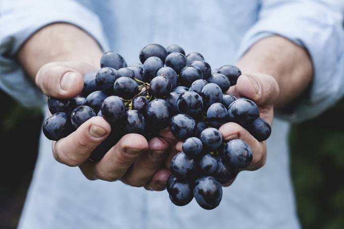 Uvas El Mejor Regalo De Año Nuevo Para El Cuerpo Humano