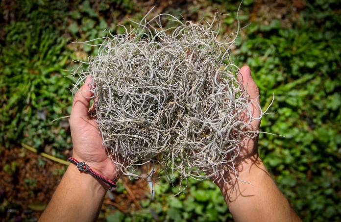 Alumnos De Amazcala Recolectan Musgo Para Replantarlo En La Sierra Gorda 