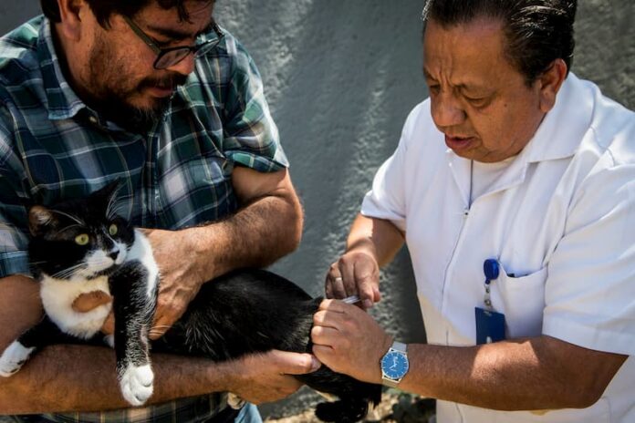 En Septiembre Jornada De Vacunacion Antirrabica Canina Y Felina En Queretaro