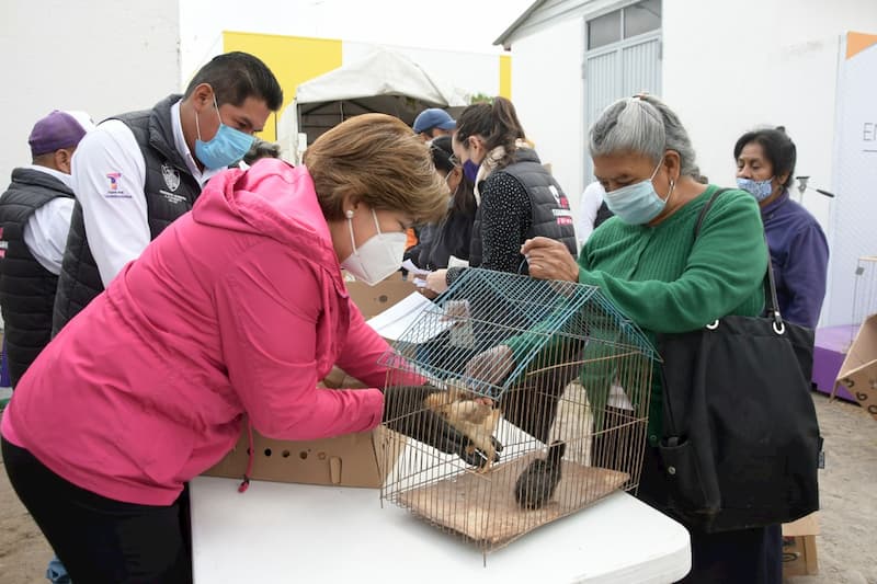 Presidenta del DIF entrega Aves de Postura a familias de Tequisquiapan 1