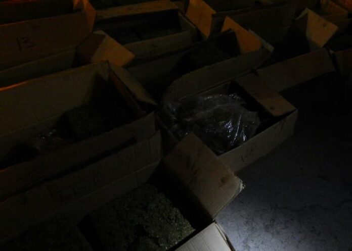 Asegura Fiscalía de Querétaro 214 kilos de marihuana durante enero