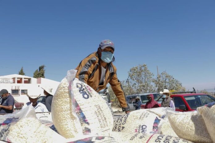 Entregan apoyos a productores agrícolas de Amealco afectados por condiciones climatológicas