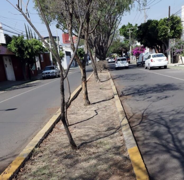 Municipio de Querétaro reorganiza atención de las áreas verdes