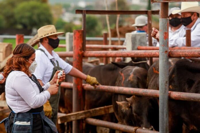 Autoridades municipales supervisan Jornada de Atención Pecuaria