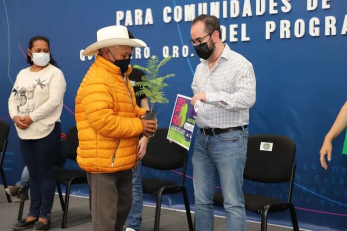 Siguen entregando de árboles del programa Respira Querétaro