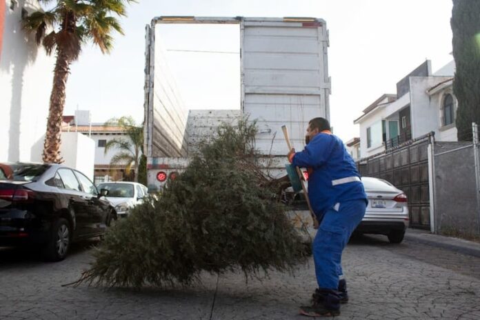 En marcha recolección de árboles de navidad naturales en municipio de Querétaro
