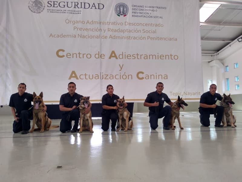 Unidad Especial Canina K9 de la CESPQ se capacita en detección de narcóticos