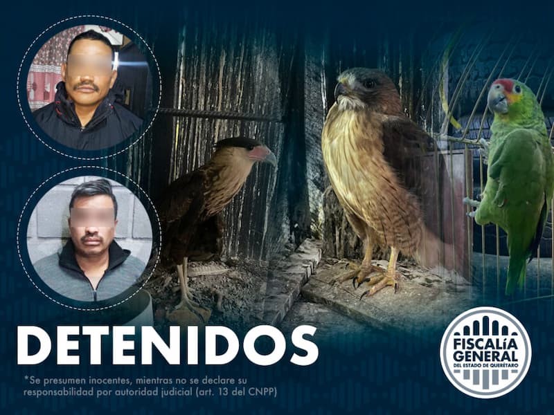 Dos detenidos con dosis de drogas y aves exóticas en Querétaro