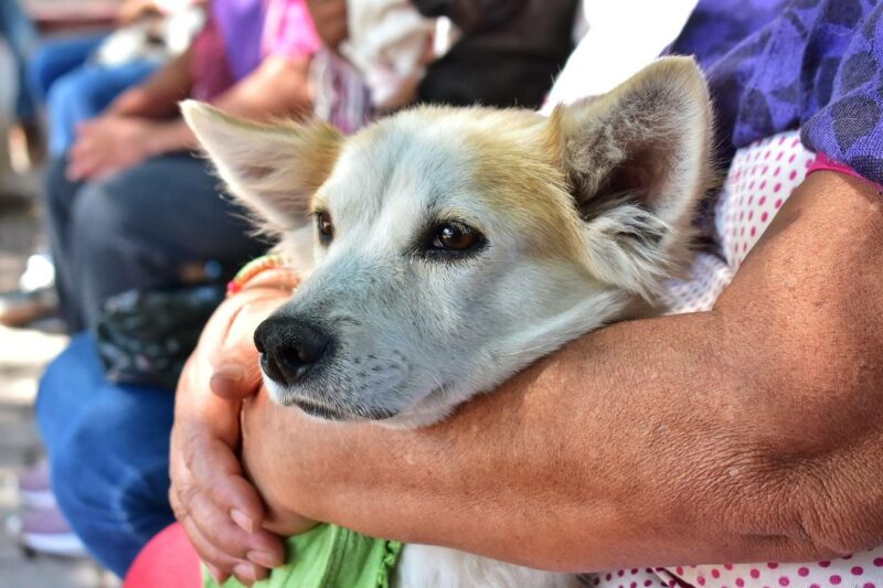 Corregidora potencia medidas contra maltrato animal con nueva línea de WhatsApp